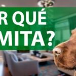 Perro vomitando después de comer: posibles causas y soluciones