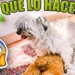 ¿Por qué los perros montan a las personas?