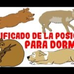 ¿Por qué los perros sueñan y tienen pesadillas?