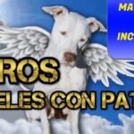 ¿Por qué los perros tienen 4 patas?