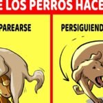 Por qué los perros tienen determinados comportamientos y características