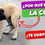 ¿Por qué los perros tienen la cola larga?