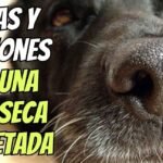 ¿Por qué los perros tienen la nariz seca?