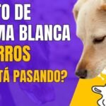 ¿Por qué mi perro está vomitando espuma blanca?