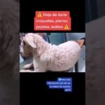 Problemas dieta BARF perros: lo que tu veterinario no te dice