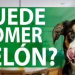 ¿Pueden los Perros Comer Fruta? Descubre todo lo que necesitas saber