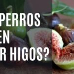 ¿Pueden los Perros Comer Higos?