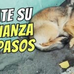 Qué pasa si no le hago seguro a mi perro