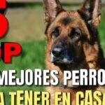 Qué razas de perro necesitan seguro