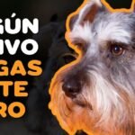 Razas de perros medianos: ideales para el trabajo y la convivencia con niños