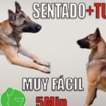 Razas Grandes: Consejos para Adiestrar Perros de Guardia