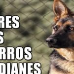 Razas Grandes de Perros: Fáciles de Entrenar y Perfectas para el Trabajo