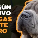 Razas Grandes de Perros: Importancia del Entrenamiento Adecuado en Razas Grandes de Montaña