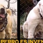 Razas Grandes de Perros: Impresionantes Gigantes de Montaña