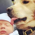 Razas Grandes de Perros: Las Más Amigables con los Niños