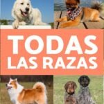 Razas Medianas: Cuidados y Necesidades Especiales