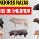 Razas Medianas de Perros: Adaptabilidad al Clima y Habilidades de Pastoreo