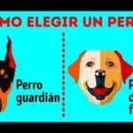 Razas Medianas de Perros: Las Mejores Opciones para el Trabajo y la Compañía