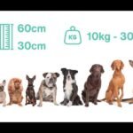 Razas Medianas: Descubre las Razas de Perros Medianos Más Inteligentes