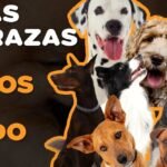 Razas Medianas: Historia de las Razas Medianas más Populares