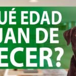 Razas Medianas: Las Mejores Razas de Perros de Tamaño Intermedio