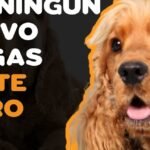 Razas Pequeñas: Consejos para el Cuidado del Pelaje de un Spaniel