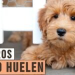 Razas Pequeñas: Curiosidades Poco Conocidas sobre los Schnauzer Miniatura