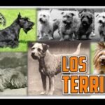 Razas pequeñas de terrier: Diferencias entre las razas de terriers