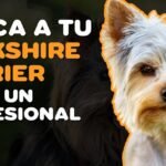 Razas pequeñas: Terrier y sus cuidados básicos