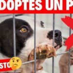 Razones para considerar la inversión en un seguro para perros como parte de la responsabilidad de cuidar a tu mascota