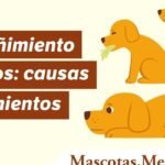 Remedios caseros para el estreñimiento en perros