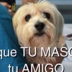 Seguro para perros: Adeslas vs. Terránea