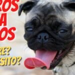 Seguro para perros AXA