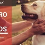 Seguro para perros: Santalucía vs. Terránea