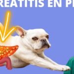 Síntomas de pancreatitis en perros