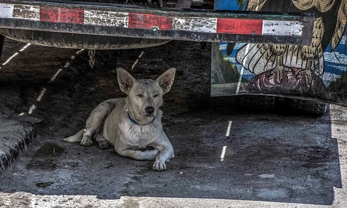 ¿Son efectivas las gotas para los ojos para las cataratas en perros? ¿Son efectivas las gotas para los ojos para las cataratas en perros?