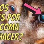 ¿Son efectivas las gotas para los ojos para las cataratas en perros?