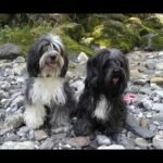 Terrier Tibetano