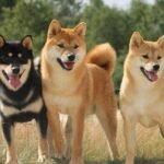 Tipos de razas de perros japoneses