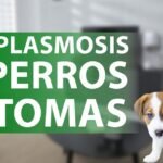 Toxoplasmosis en perros: Síntomas, causas y tratamiento