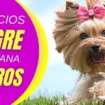 Vinagre de sidra de manzana para perros