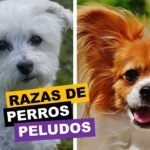 Razas de perros peludos