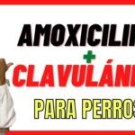 Beneficios de Clavamox en perros: usos y dosis